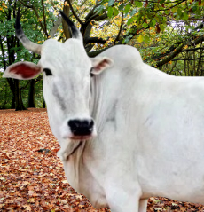 Amritmahal Cow Origin, Characteristics, Milk per day, Price