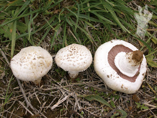 Agaricus campestris - Champiñón silvestre