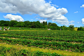 Pick your own strawberries at Brockbushes farm, Corbridge