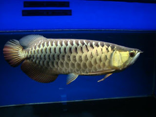 arowana silver fish freshwater pets