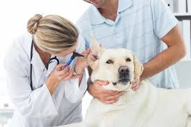 Como atua o Veterinário na Perícia Veterinária