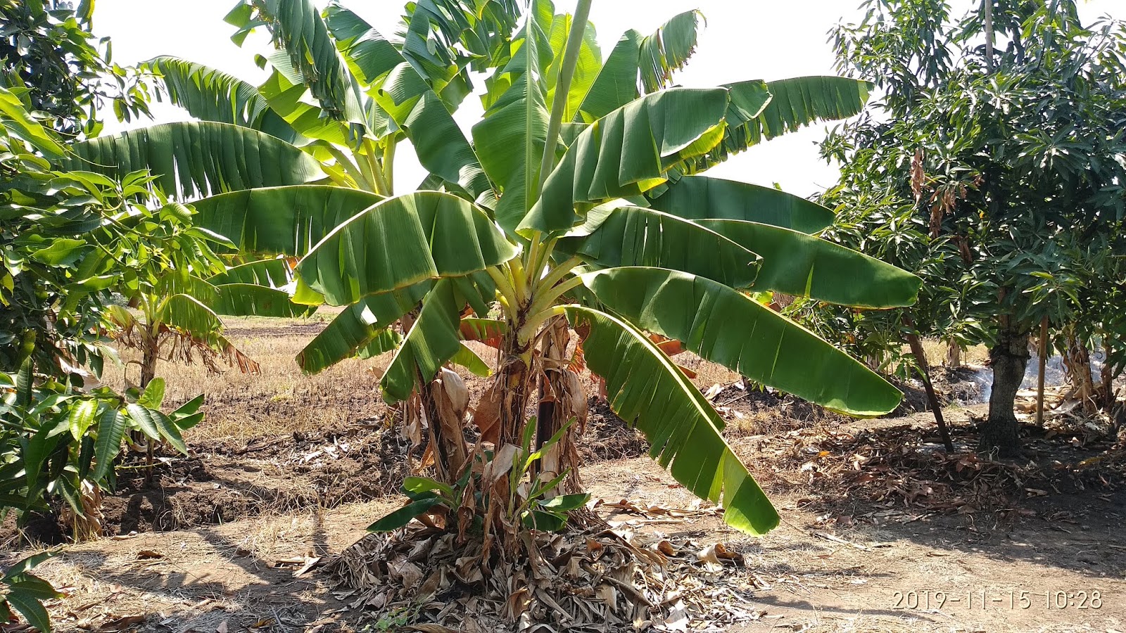 Gambar Pohon Pisang Ijo GEOGRAPIK