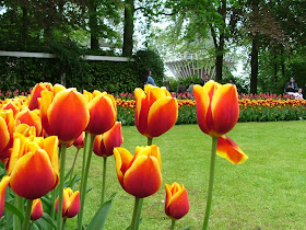 hinh nen hoa tulip , y nghia hoa tulip , hoa tulip dep , giá hoa tulip