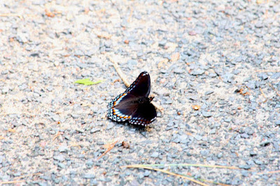 red-spotted purple butterfly