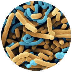 Imagenes alternas de bifidobacterium y lactobacillus acidophilus. <img src="bifidobacterium-lactobacillus-unscreen.gif" alt="Animación que muestra la acción de Bifidobacterium y Lactobacillus en la lucha contra la periodontitis, resaltando su efecto beneficioso sobre la microbiota oral y la salud periodontal" style="width:318px;height:318px;border:0;" loading="lazy">