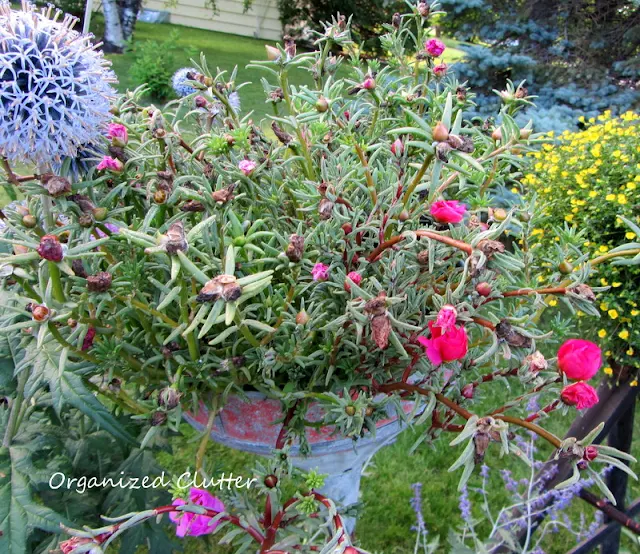 Moss Roses in Planted in a Funnel