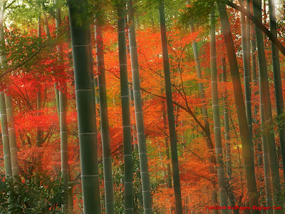 Beauty of Japan Wallpapers