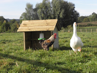 Timber Shelters from Rain