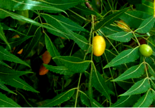 Natural Insect Control With Leaves And Seeds Of Neem