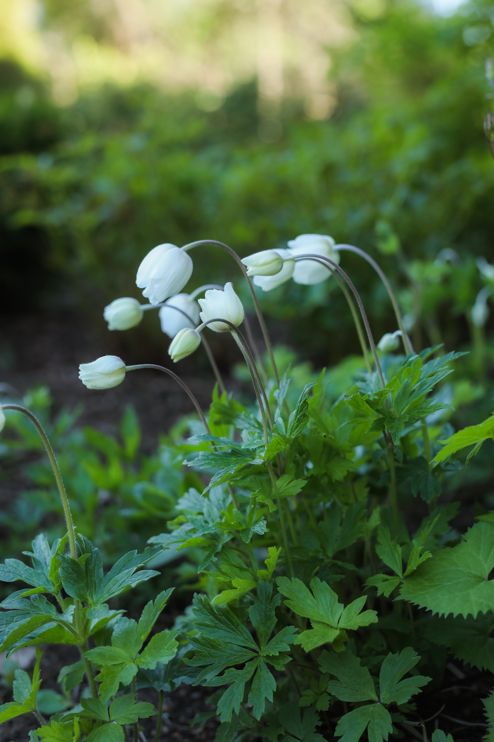 Anemone-sylvestris-100outdoor