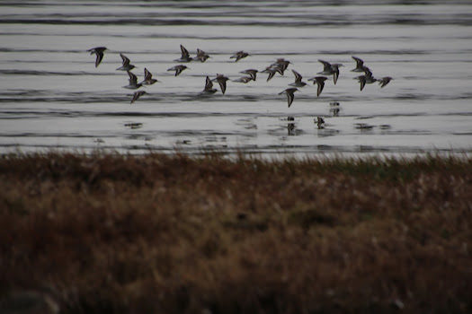 Photo. In the foreground, a blurry shoreline with brownish reeds and other plants; in the background, a flock of small white and black birds flying over the water.