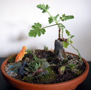 Miniature garden with Shrubland Rose Pelargonium