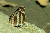 Neptis cartica