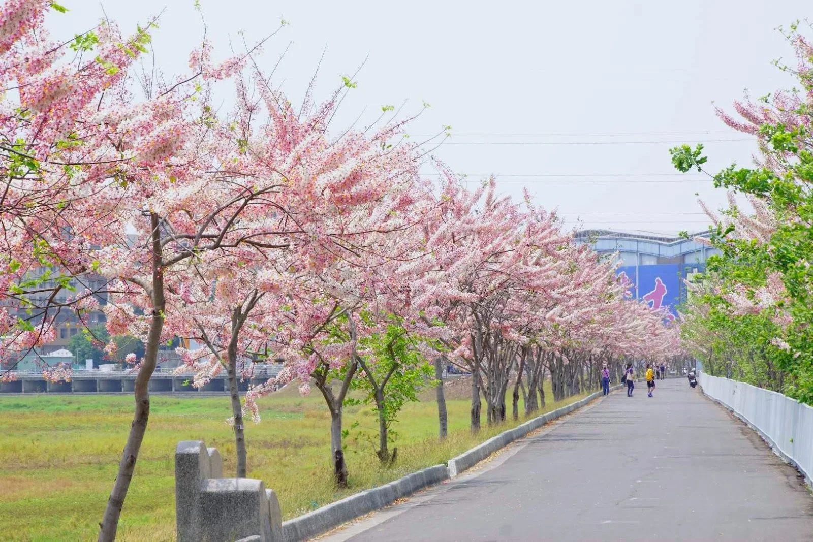 台南仁德之心滯洪池畔花旗木盛開｜市區最近的泰國櫻花步道