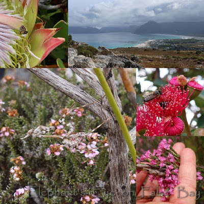 Slangkop biodiversity in February