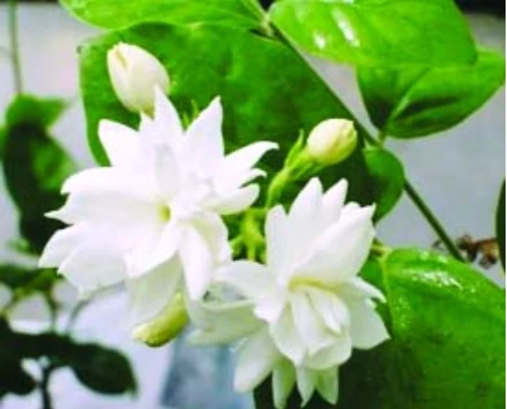 বেলি ফুলের ছবি, পিক , পিকচার ডাউনলোড - Belly flower images download - NeotericIT.com