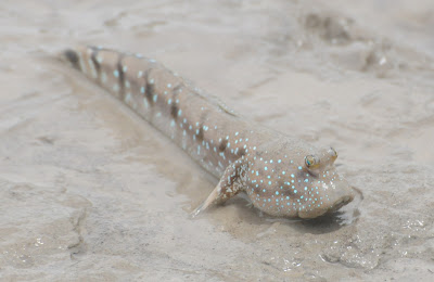 Blue-spotted Mudskipper (Boleophthalmus boddarti)