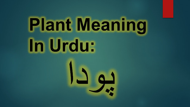 plant meaning in urdu | The Greatest Guide To meaning in urdu