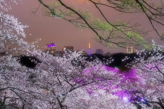 北の丸公園（千代田区）の夜桜と東京タワー