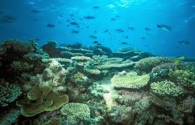 Great Barrier Reef: Kumpulan Terumbu Karang Terbesar di Dunia Great Barrier Reef: Kumpulan Terumbu Karang Terbesar di Dunia