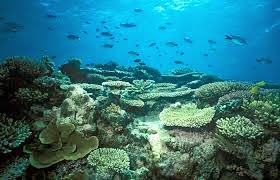 Great Barrier Reef: Kumpulan Terumbu Karang Terbesar di Dunia