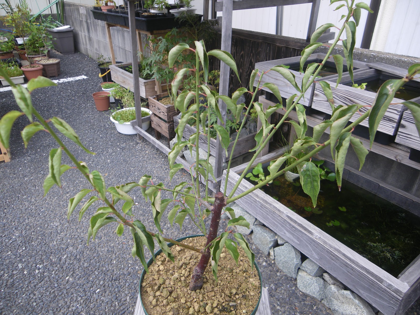 梅の育て方 梅の苗木を鉢植えにして花を楽しむ メダカの大工