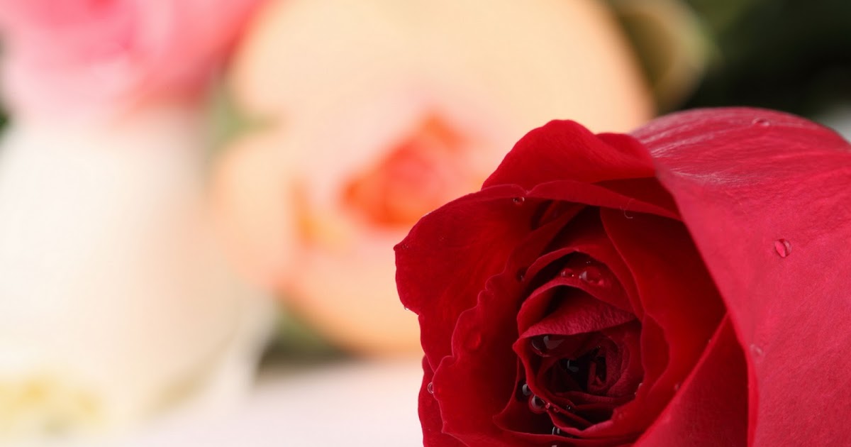 Gambar Bunga  Mawar yang Cantik Cantik