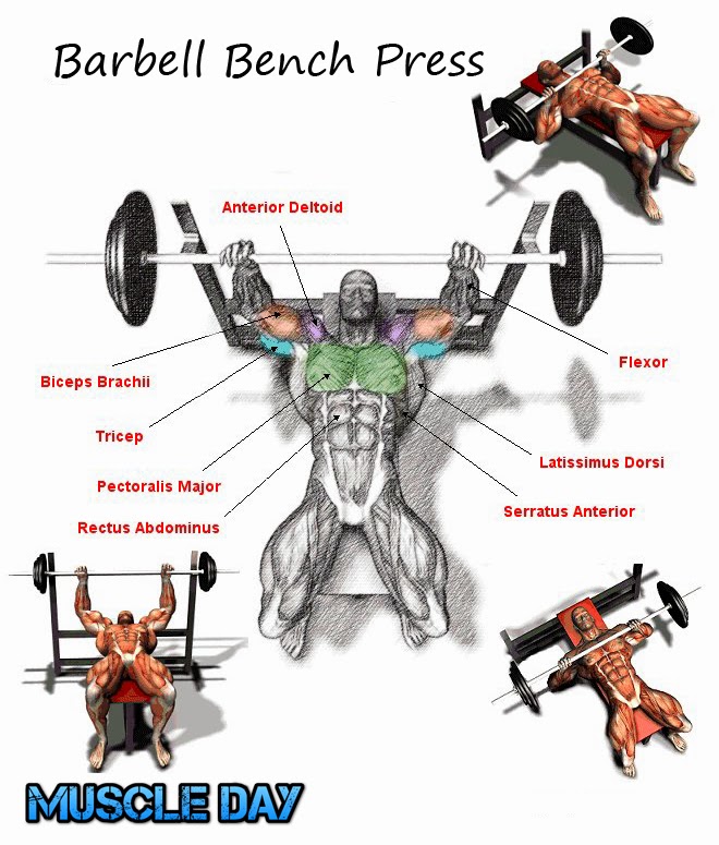 Chest Exercises Barbell Bench Press