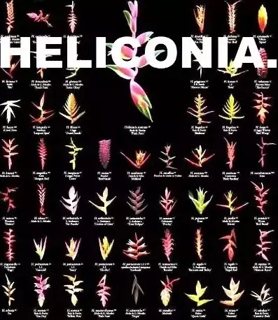 ஹெலிகோனியம் அறிமுகம் - Heliconia Introduction.