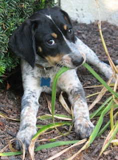 Bluetick Coonhound Puppy Pictures