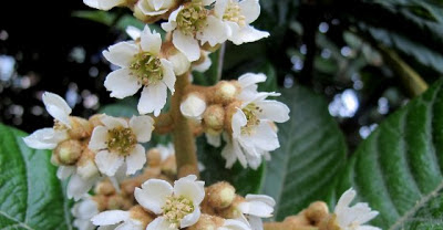 Fiore del Nespolo.