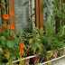 Hierbas culinarias y verduras en la ventana de la cocina, 1ª parte
Salvia, Salvia officinalis