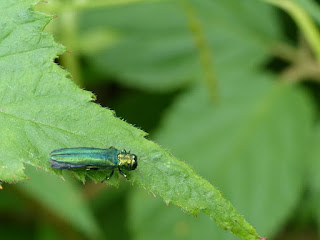 Agrile du Québec non identifié - Agrilus sp.