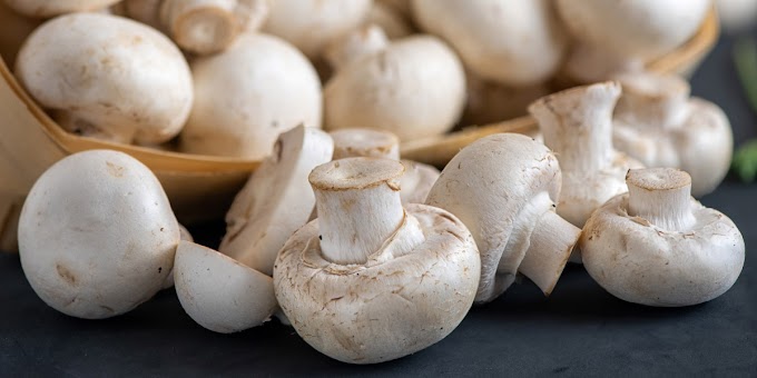 Top Mushroom Company In Kenya| Buy Mushroom Online In Kenya| Mushroom Exporter In Nairobi