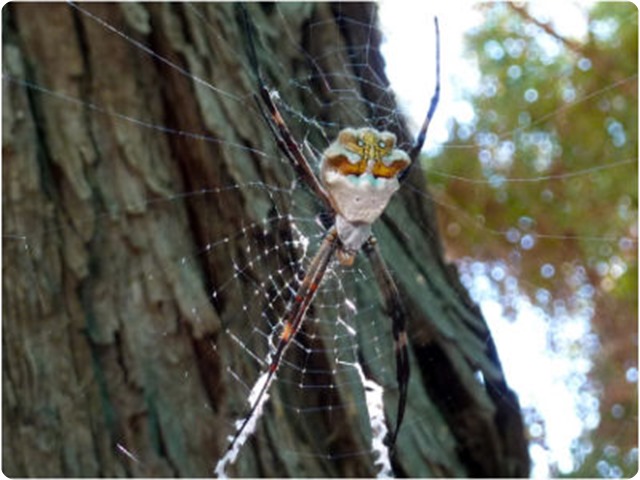 biodiversity-stephens2