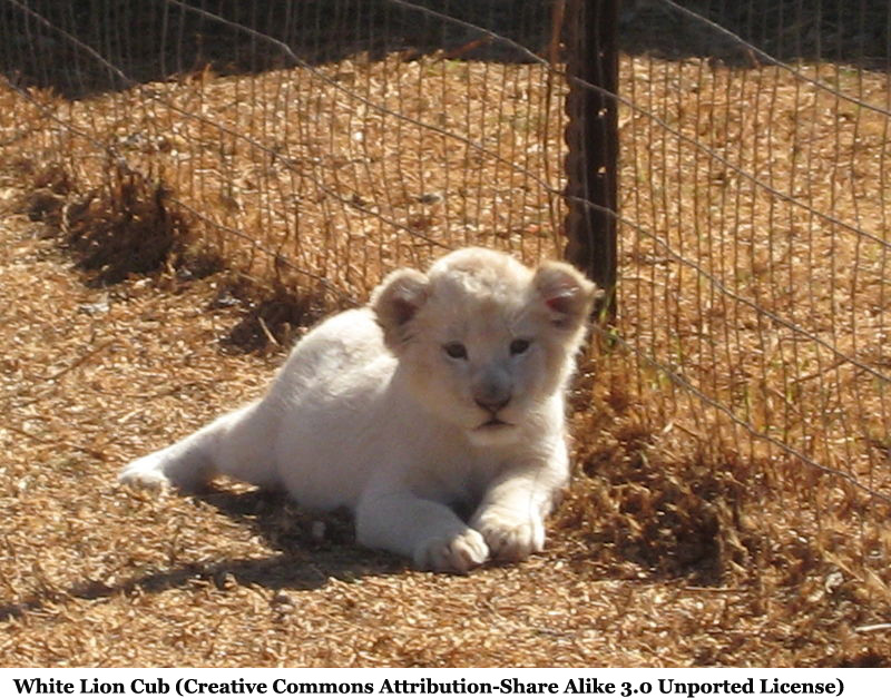 white lions and tigers. The white lions could be