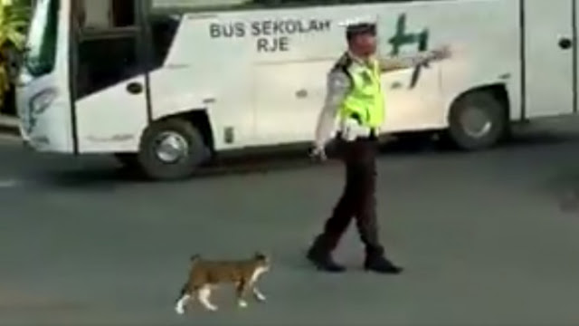 Viral, Video Polisi Menyeberangkan Kucing di Jalan Raya