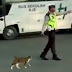 Viral, Video Polisi Menyeberangkan Kucing di Jalan Raya