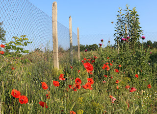 A riot of colour, with a pear tree sapling thriving, in the chicken run