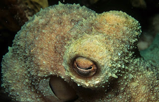 Caribbean Reef Octopus (Octopus briareus)