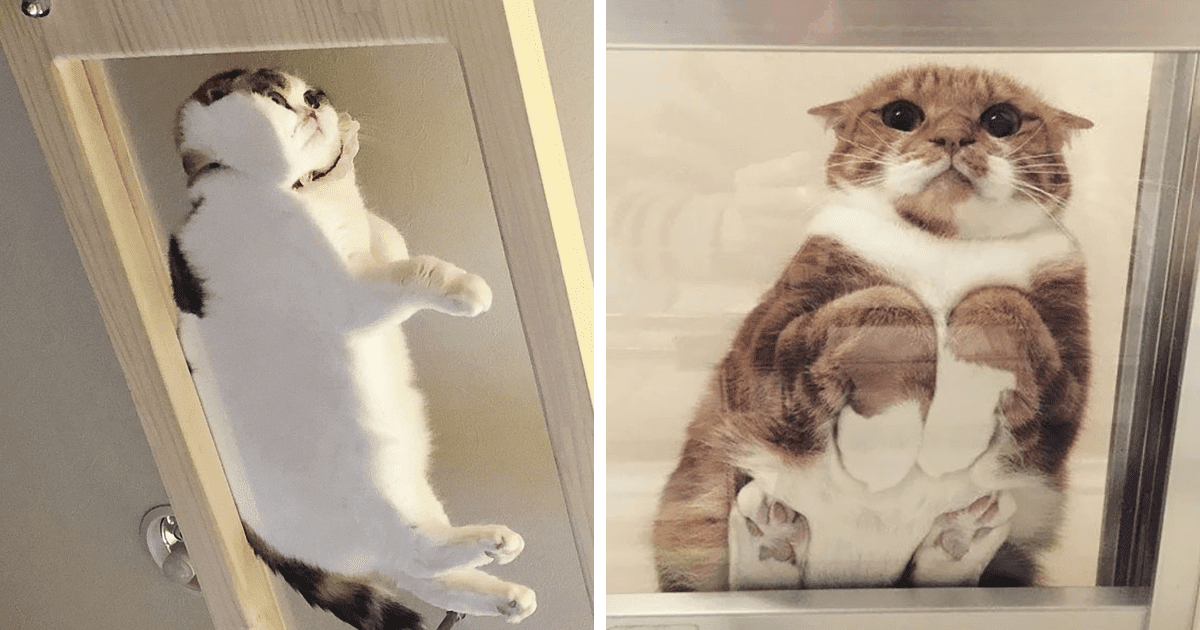 These Hilariously Adorable Pictures Will Convince All Cat Owners To Buy A Glass Table