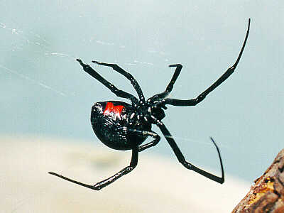 Pictures Of Black Widow Spider - Free Black Widow Spider pictures 