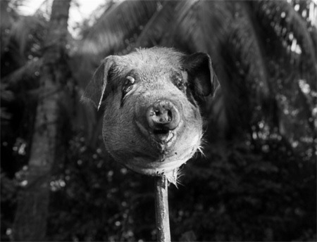 Little Lord of the Flies