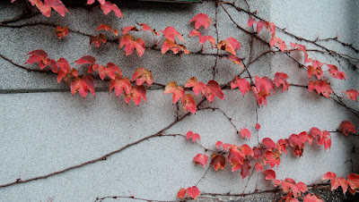 Девичий виноград триострённый (Parthenocissus tricuspidata)