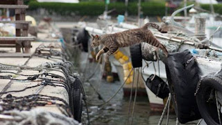 kucing melompat dari perahu ke dermaga di cat island