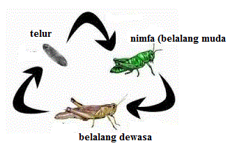 Materi IPA Kelas 4 Sanggar Pendidikan RSR Fun