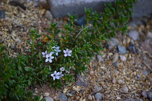 Myoporum parvifolium, prostratum, ground cover, desert, garden, small sunny garden, amy myers, australian plant