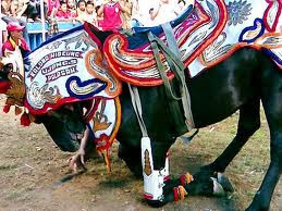 Budaya Kabupaten (Kota) Sumedang Pertunjukan Kuda Renggong