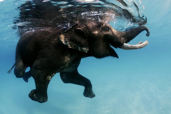 Gambar Gajah Berenang HD di Laut