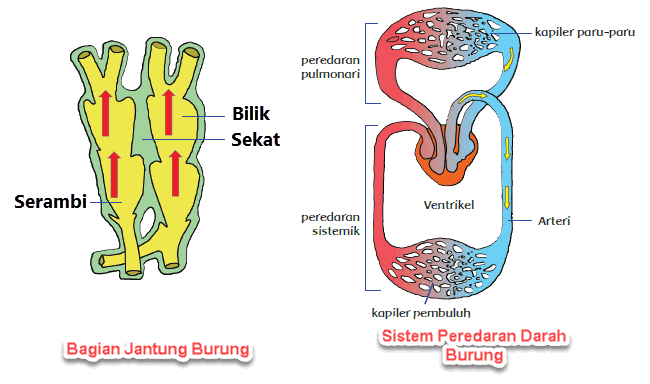 Sistem Peredaran Darah Pada Burung  Mikirbae